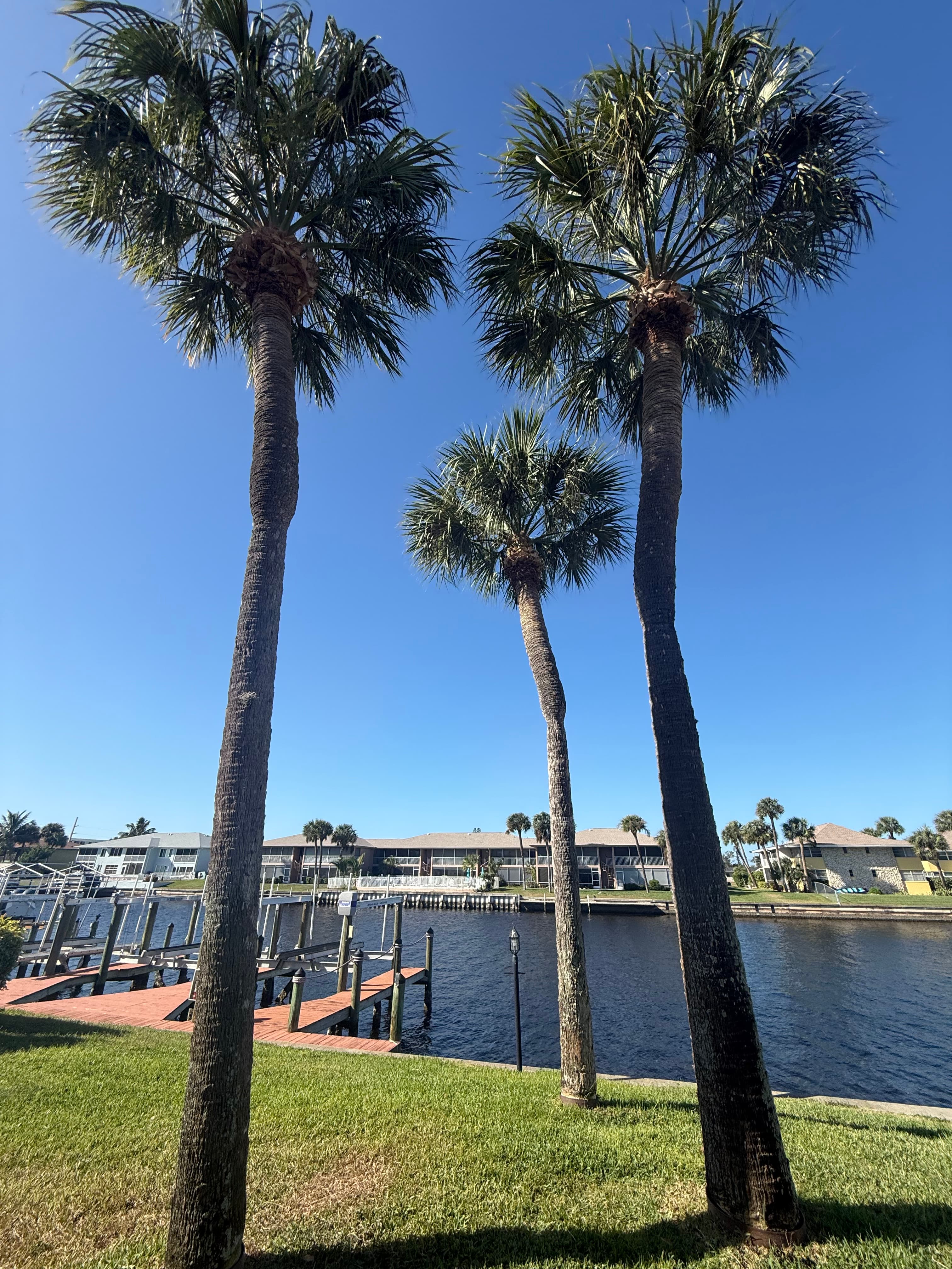 Tree removal crew at work in Southwest Florida