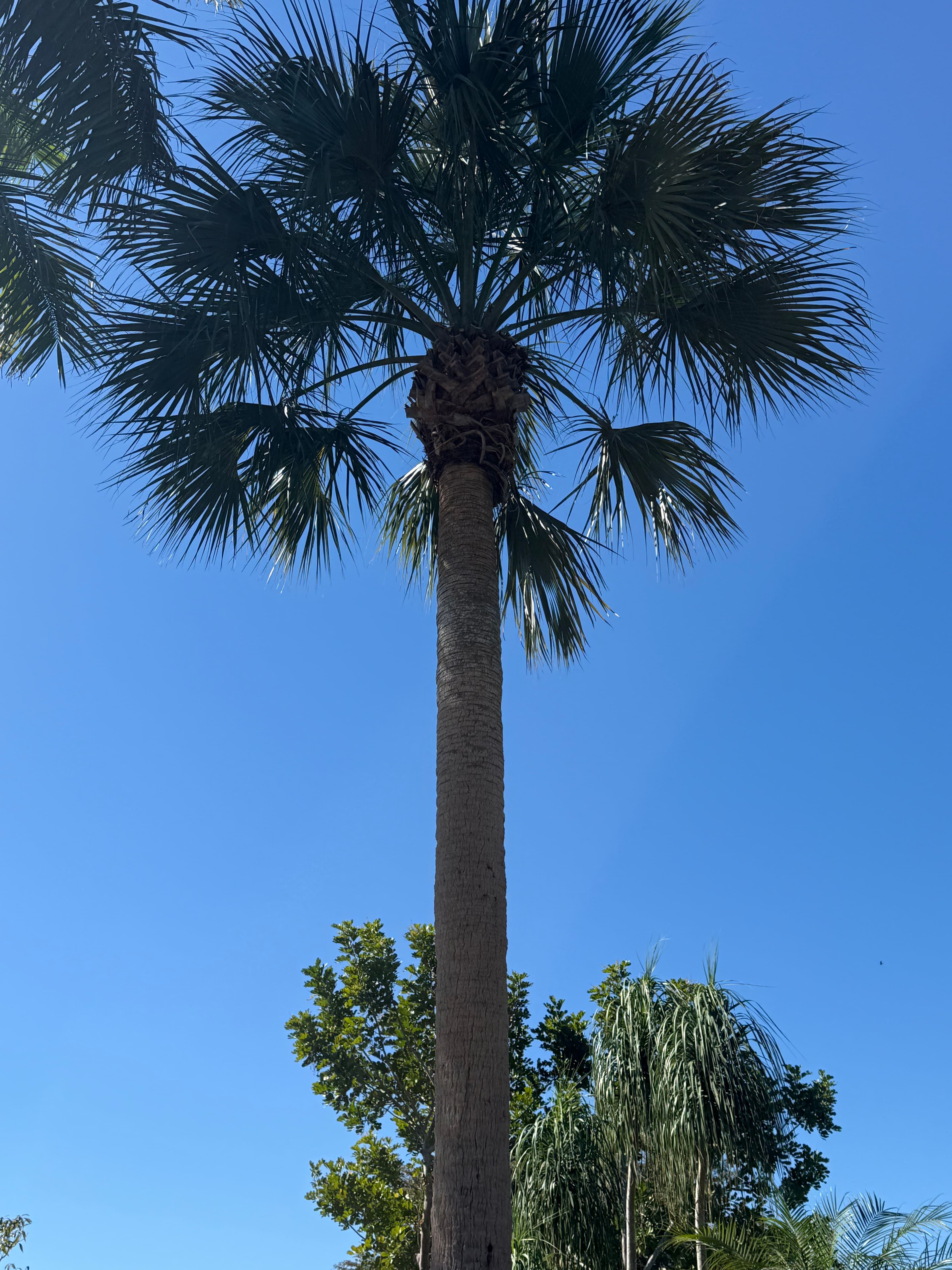 Tree debris removal and site cleanup