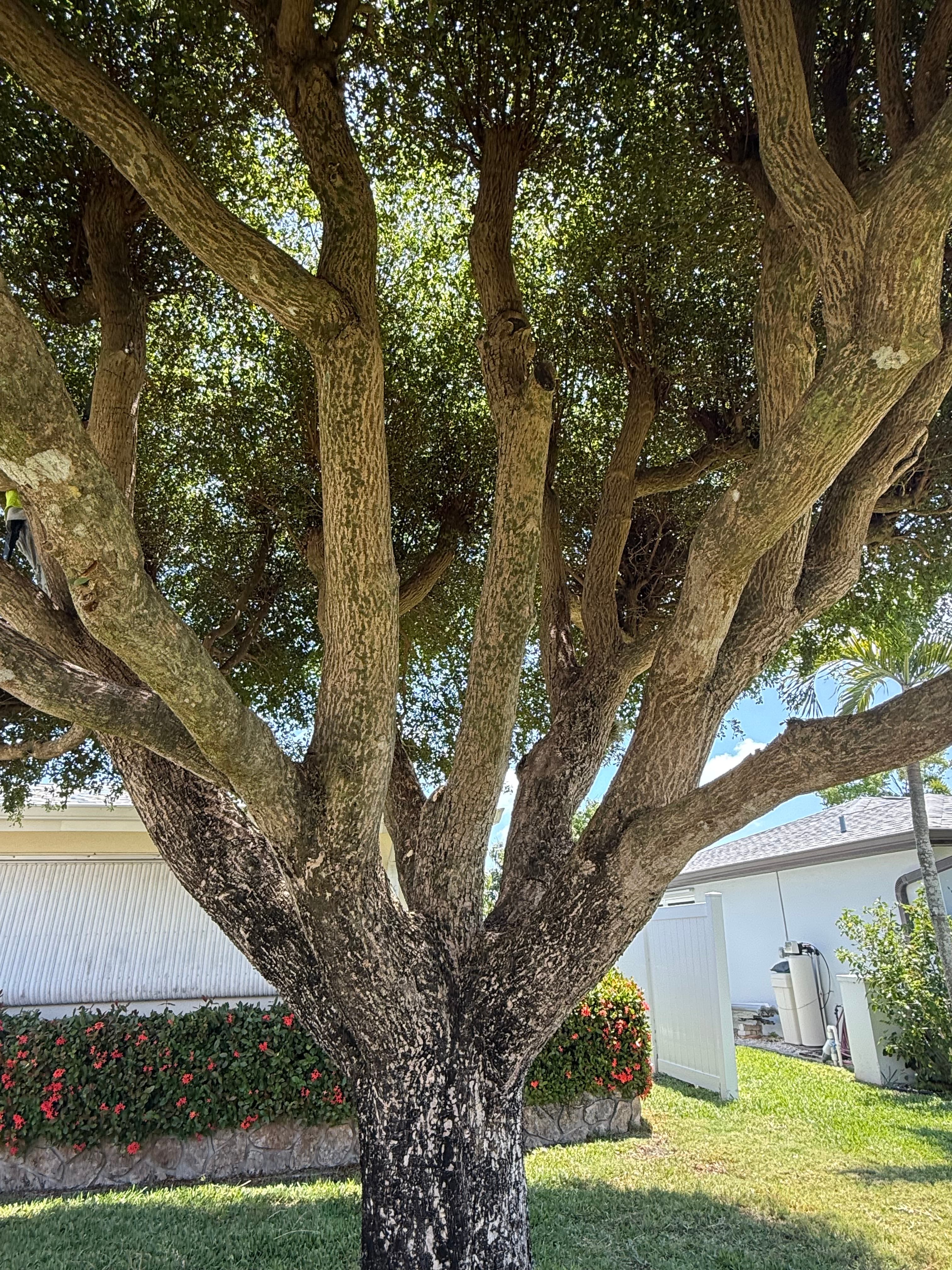 Tree removal with crane and safety equipment